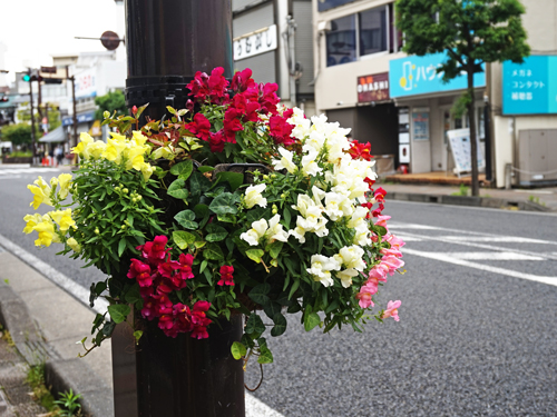 きれいなお花たち